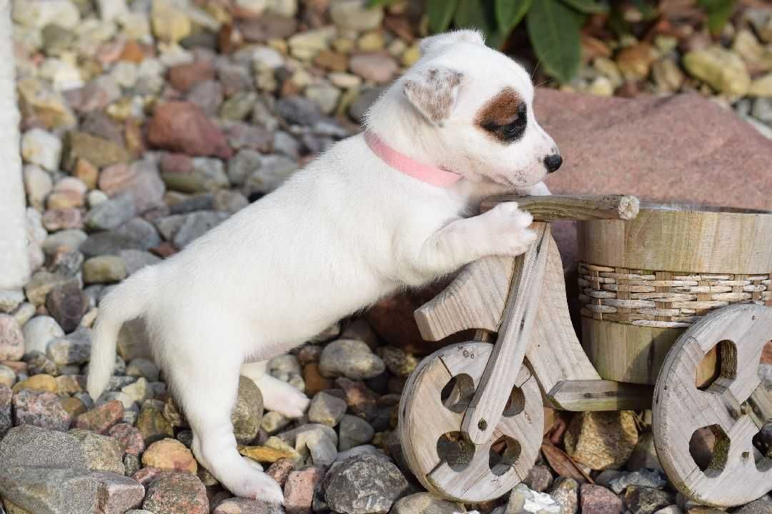 Suczka Szczeniak Jack Russell Terrier