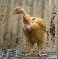 Підрощені курчата редбро та голошийка 1.5 місяця
