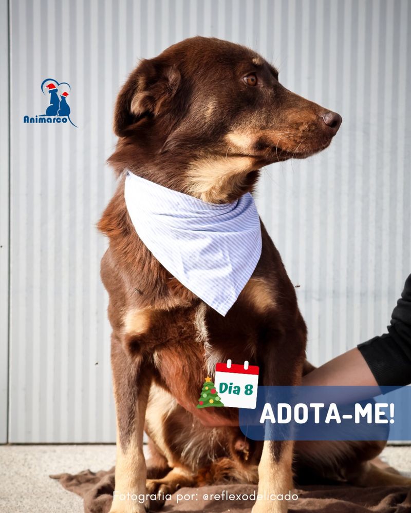 Toblerone - cao para adocao