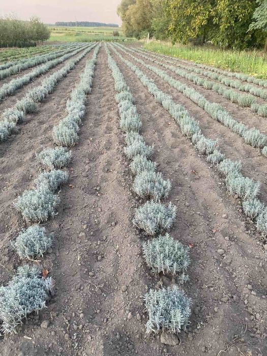 Саджанці Лаванди/ОПТ та Роздріб