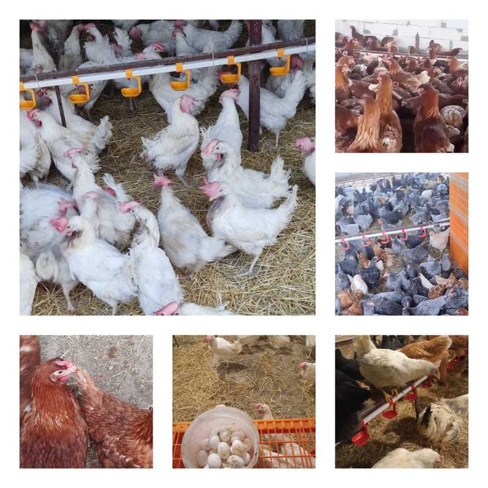 Продам кури несушки! Доставка безкоштовна. Новоархангельськ!