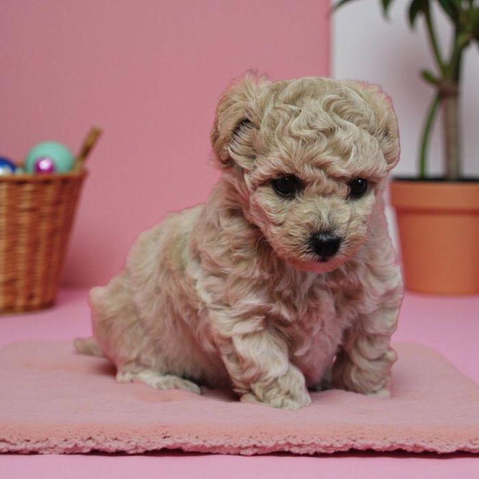 Maltipoo suczka F1 xxs