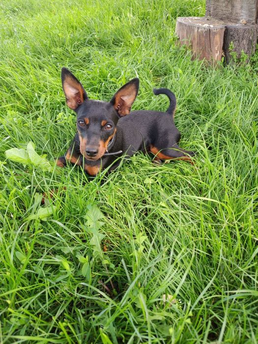 Продам  цуценят  цвергпінчера