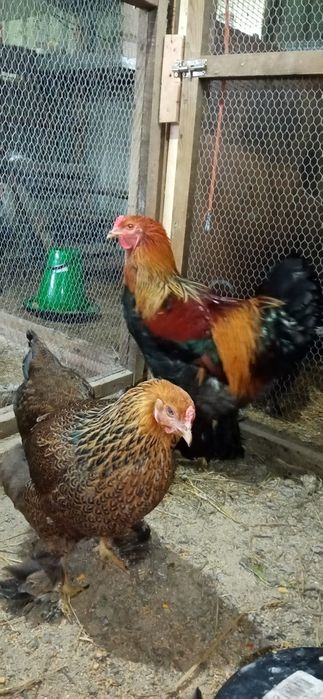 Galinhas Brahma grande porte puras