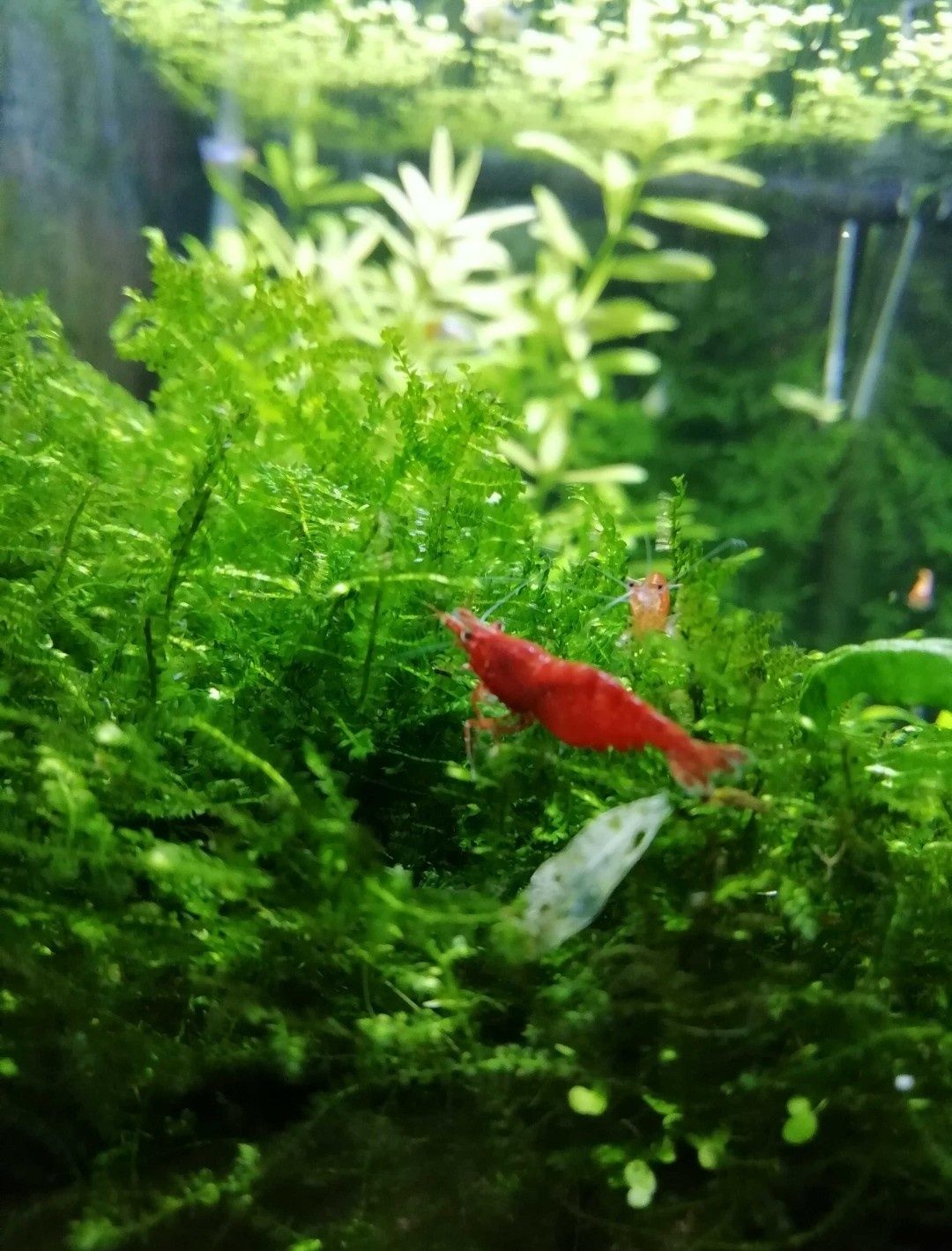 Camarões red cherry