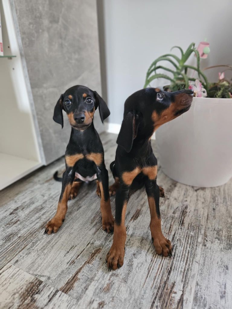 Doberman szczeniak