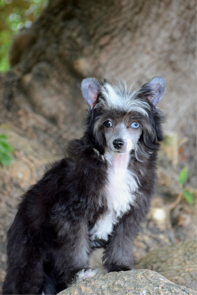 Cão de Crista Chines - Variedade Com pelo