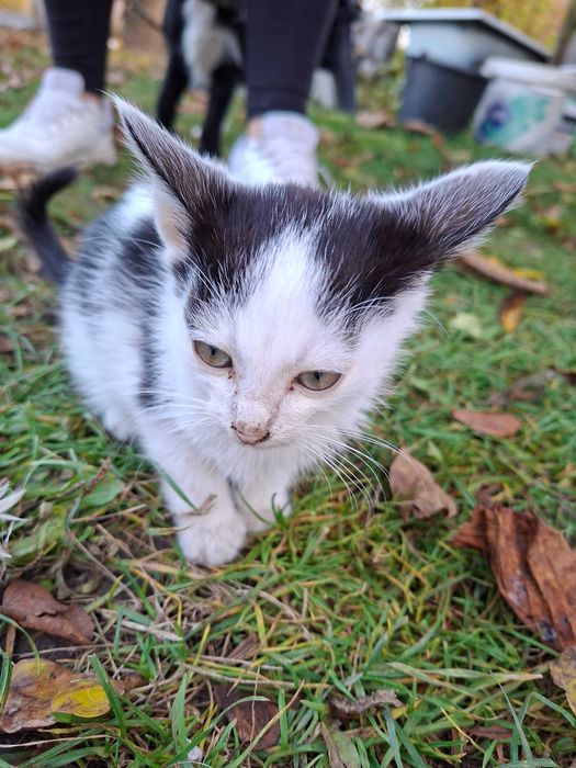 Oddam za darmo kotka