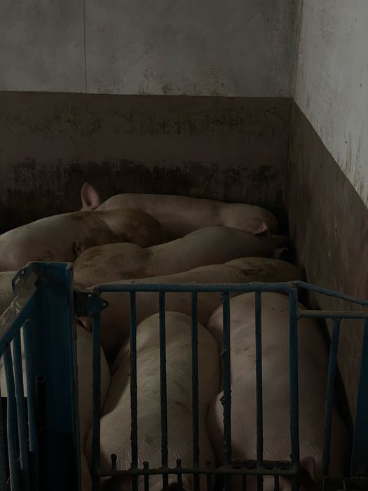 продам свиней живою вагою від 130 до 170кг