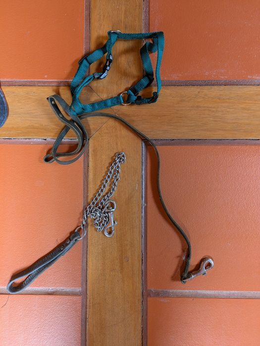 Trelas e casaquinho para cão