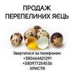 В продажі є ПЕРЕПЕЛИНІ яйця