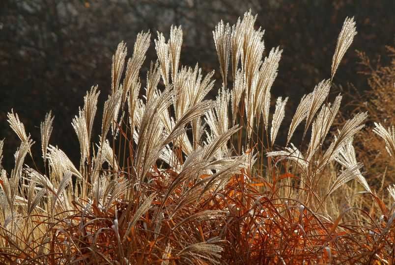 Trawy Ozdobne - Rozplenice Proso Miskanty Turzyca Stipy Pampasowe