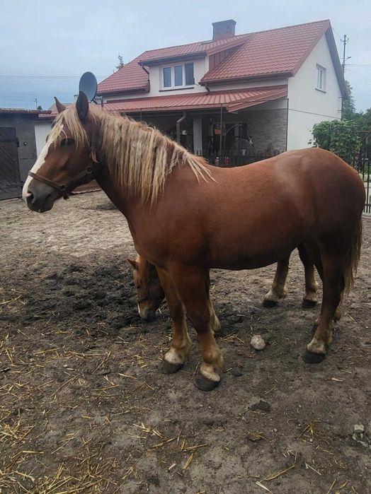 Klacz sztumska 2 letnia