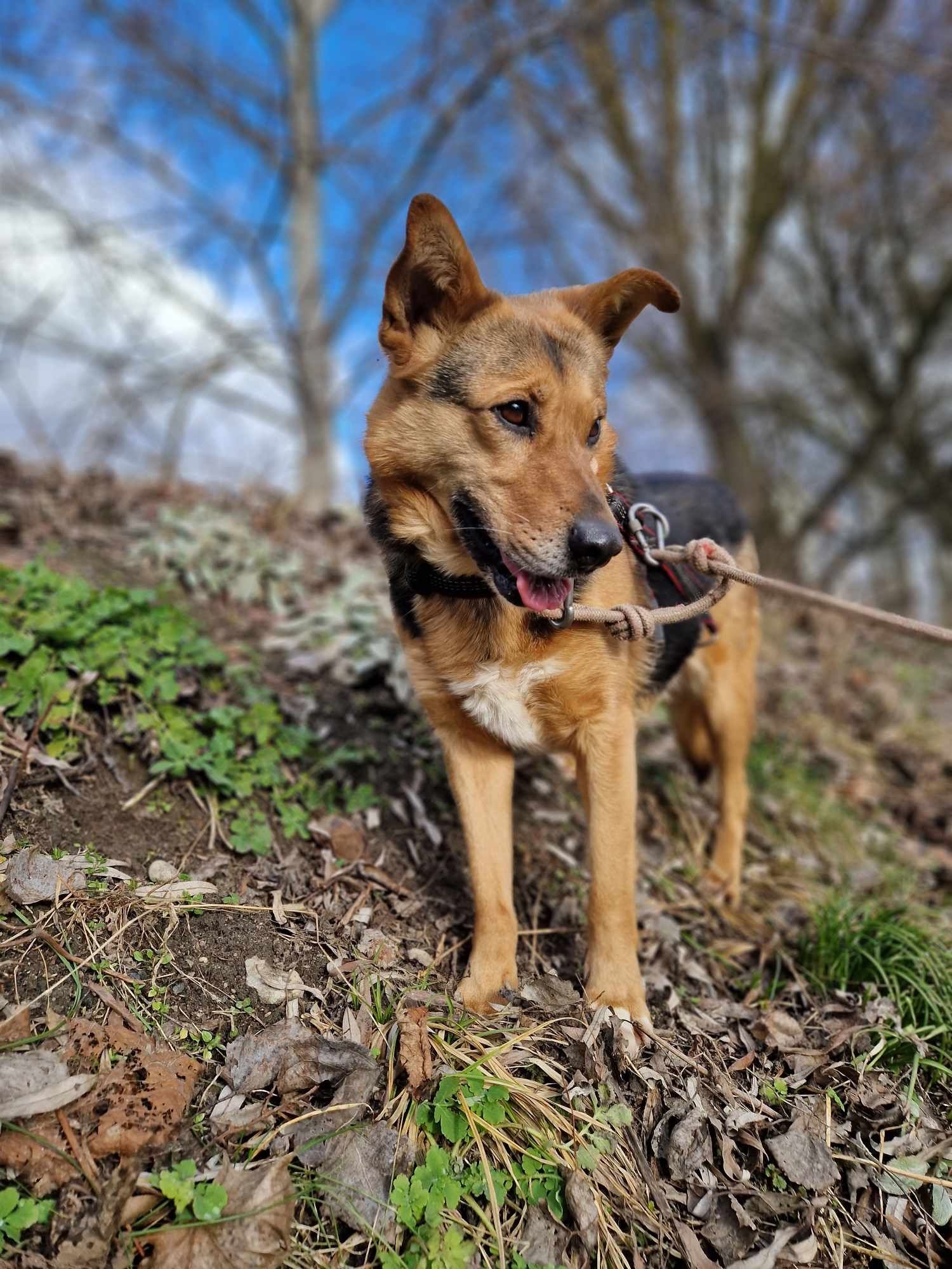 Fruzia suczka do adopcji Schronisko Sokołów