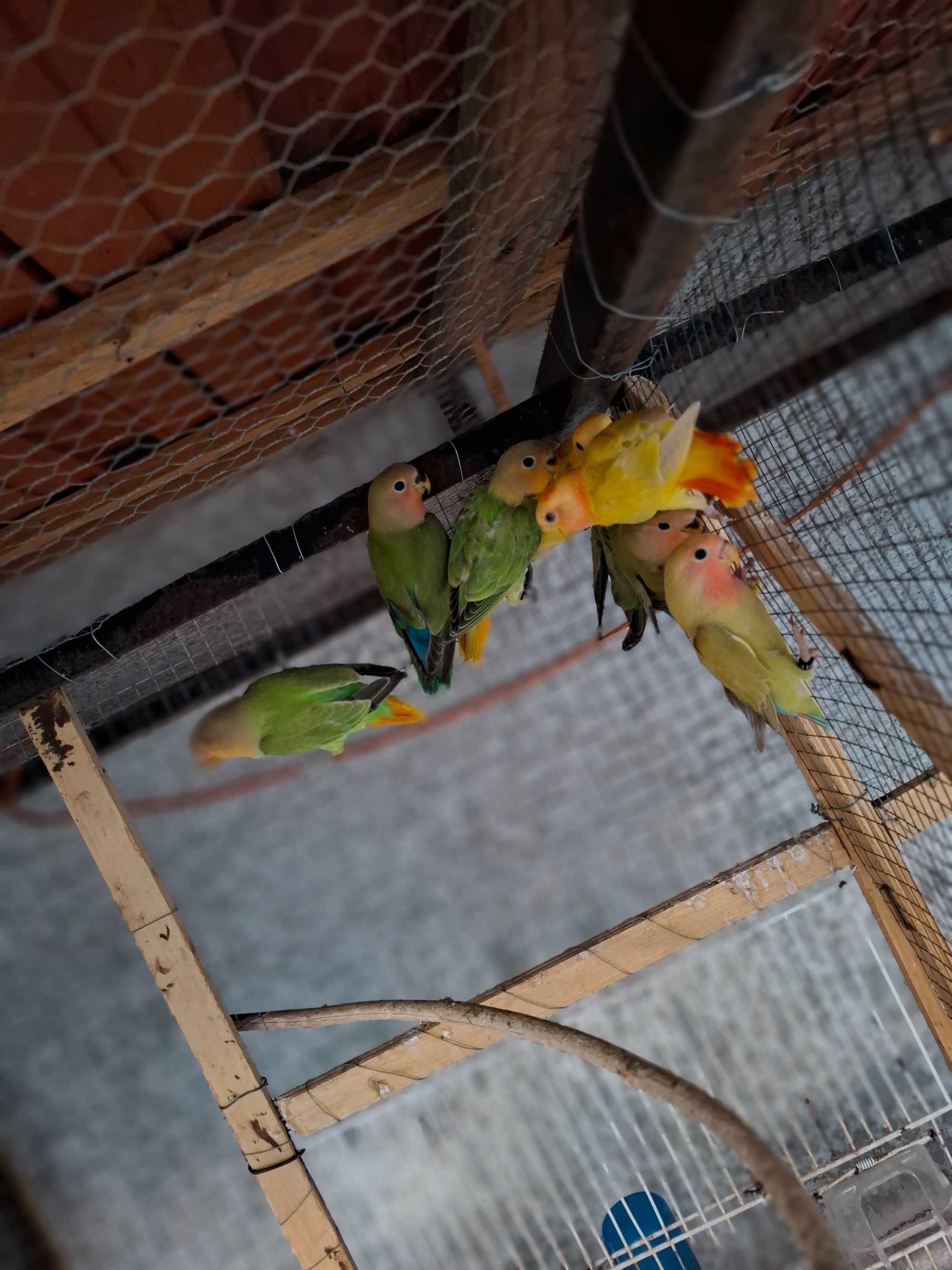 Agapornis deste ano para cedencia