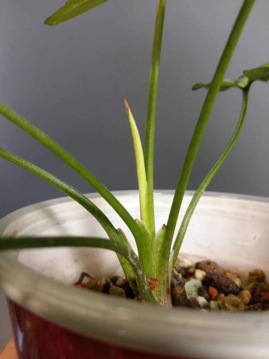 Syngonium Strawberry Milk