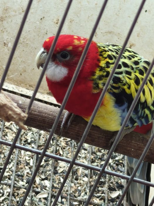 Casal roselas bonitas