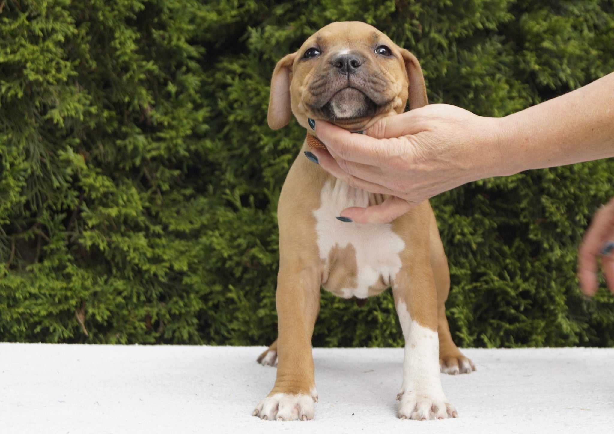Amstaff szczenięta z rodowodem FCI. SUCZKA ESHA