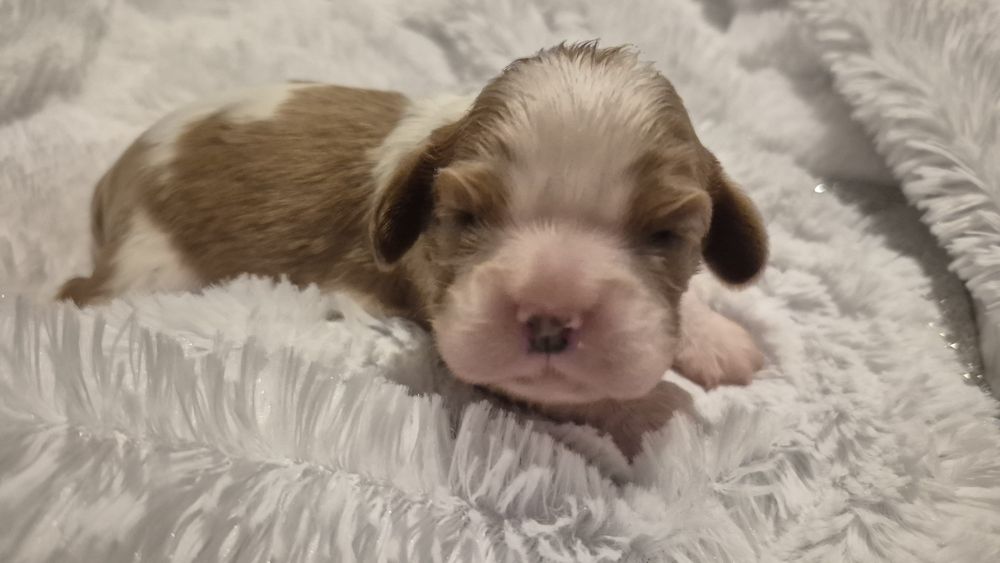 Cavalier King Charles spaniel DNA sunia