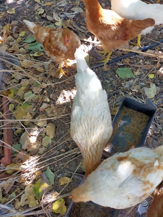 Vendo pintos alimentados com alimentação biológica