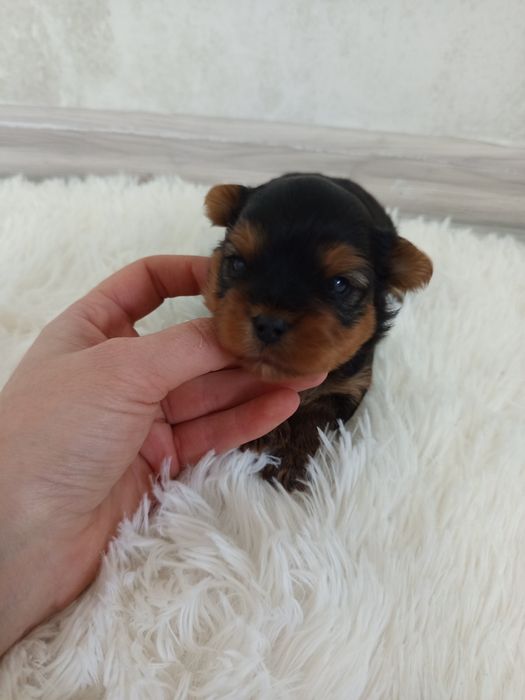 Piękna Abi Yorkshire terrier