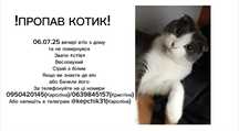 ЗНИК КОТИК допоможіть знайти!!!