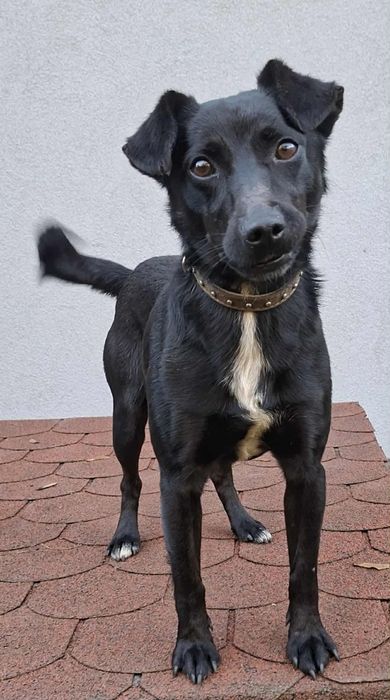 Murzynek-piesek z łańcucha o gołębim serduszku