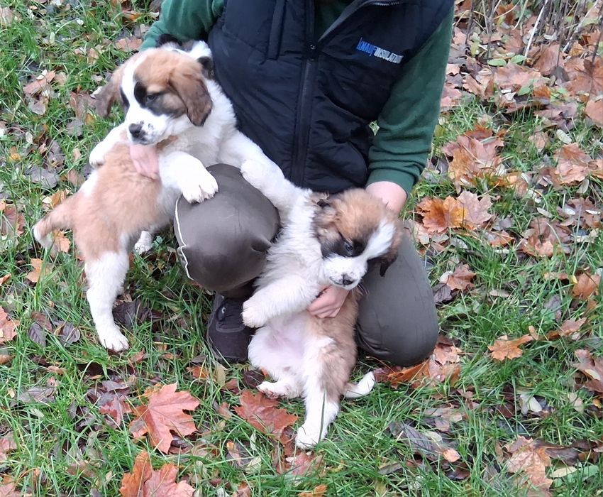 Szczenięta w typie Bernardyna