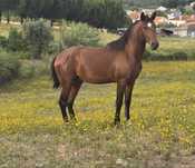 Poldro lusitano 2 anos