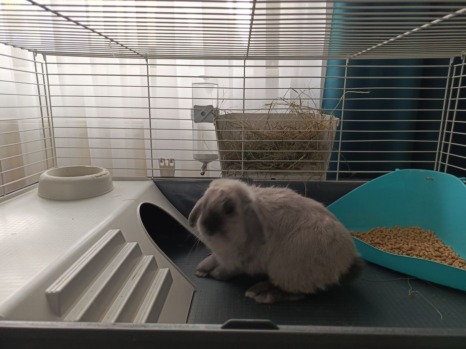 Króliczek  mini lop z klatką