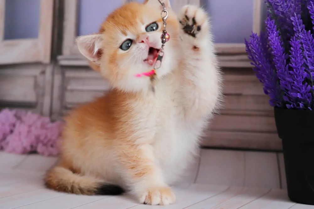 Золотая шиншилла девочка Камилла