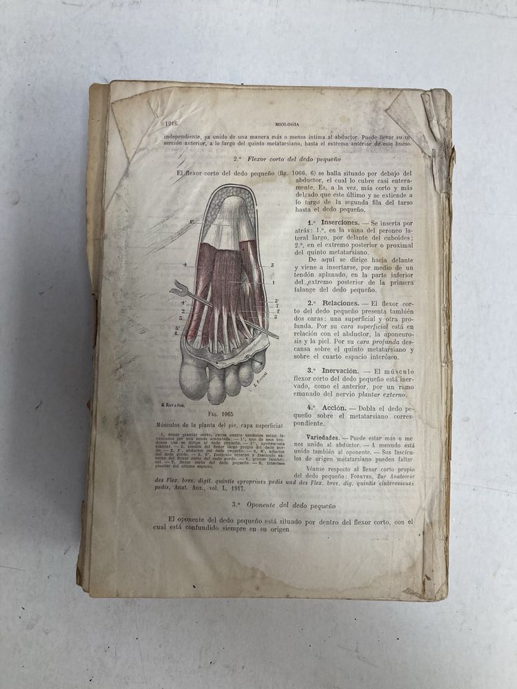 2 Livros antigos Tratado de Anatomia Humana, L. Testut