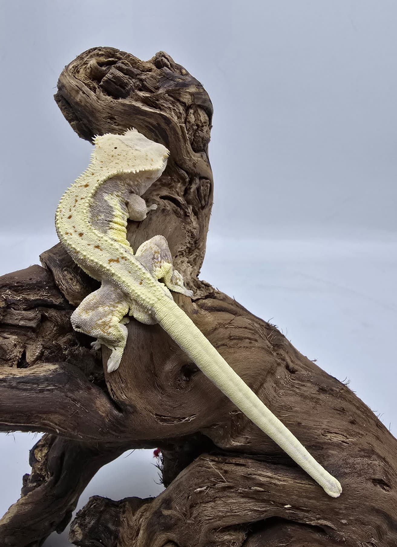 Gekon Orzęsiony - Correlophus ciliatus