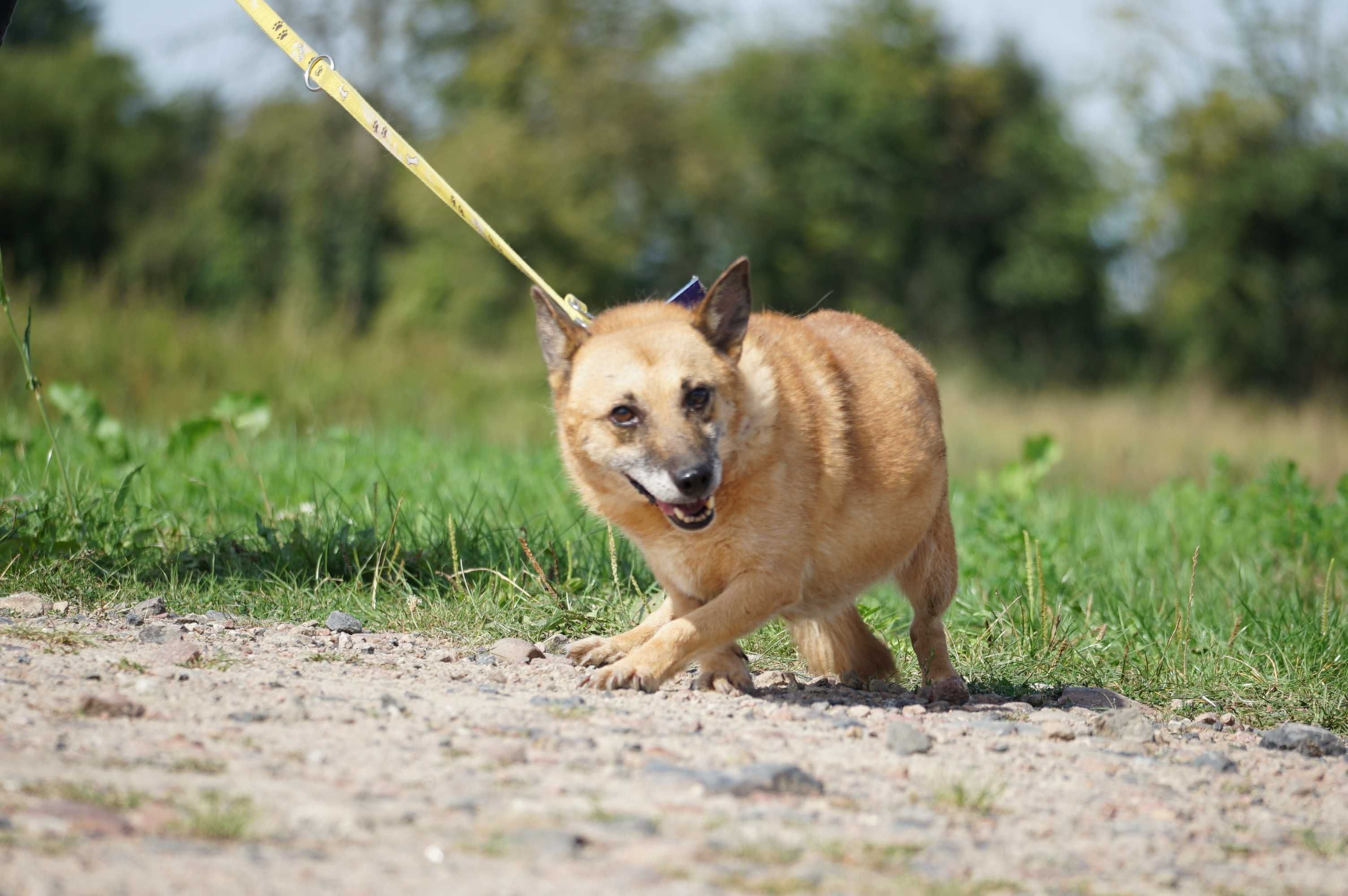 Fiona - niewielka ruda sunia szuka domu