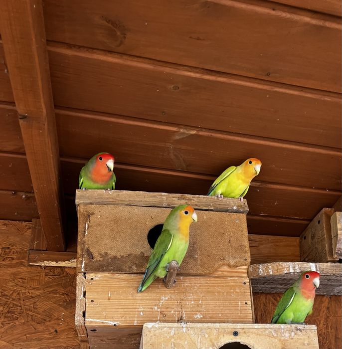 Papugi nierozłączki