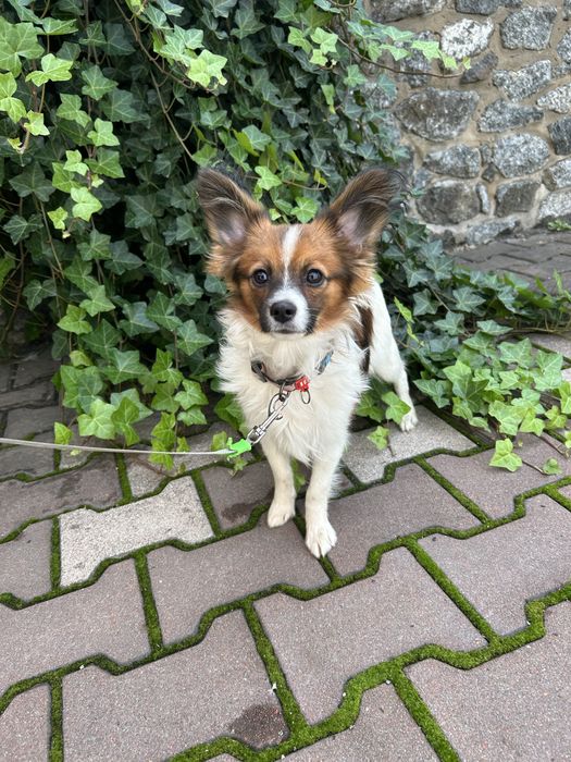 Папійон рудий Київ КСУ