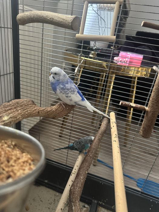 Papugi faliste  z klatka i akcesoriamy lub bez