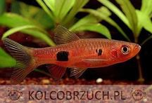 Razbora wielkoplama - Rasbora kalochroma - dowóz, wysyłka