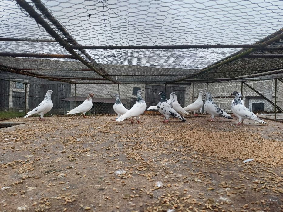 Gołebie lotne peszty