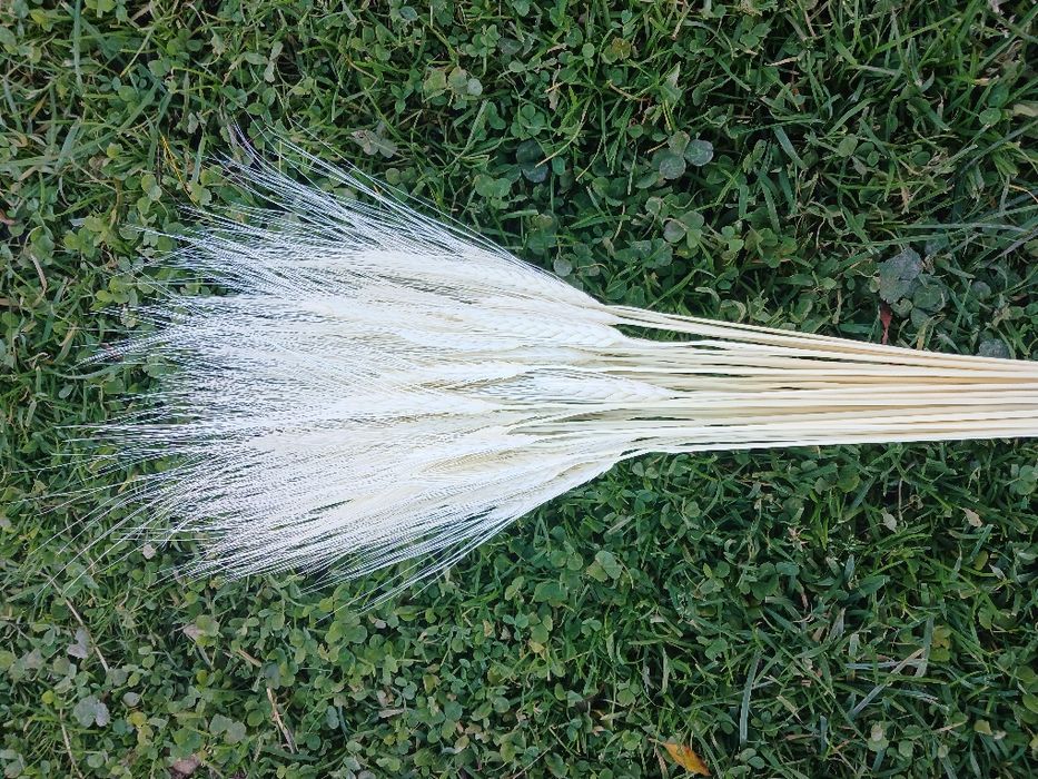 Пшениця Жизель — сухоцвіти для декору і флористики