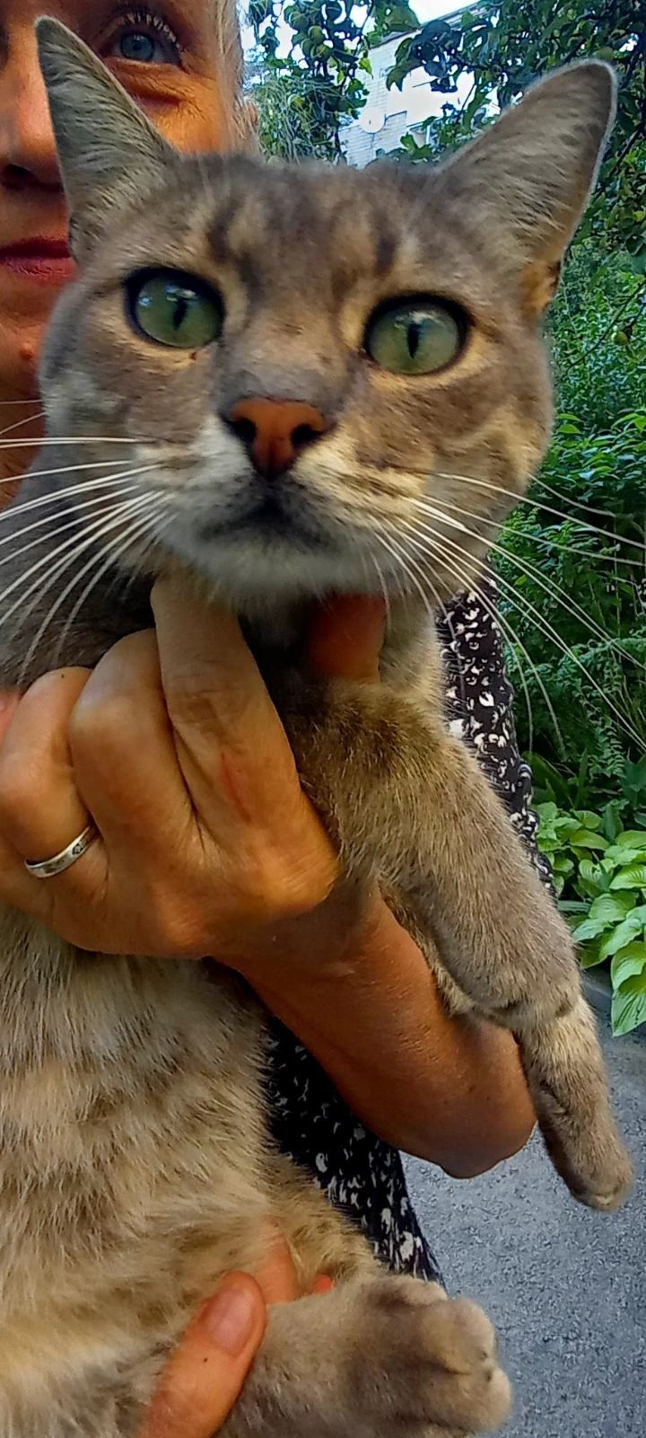 Красивого серого котика отдам в хорошие руки!