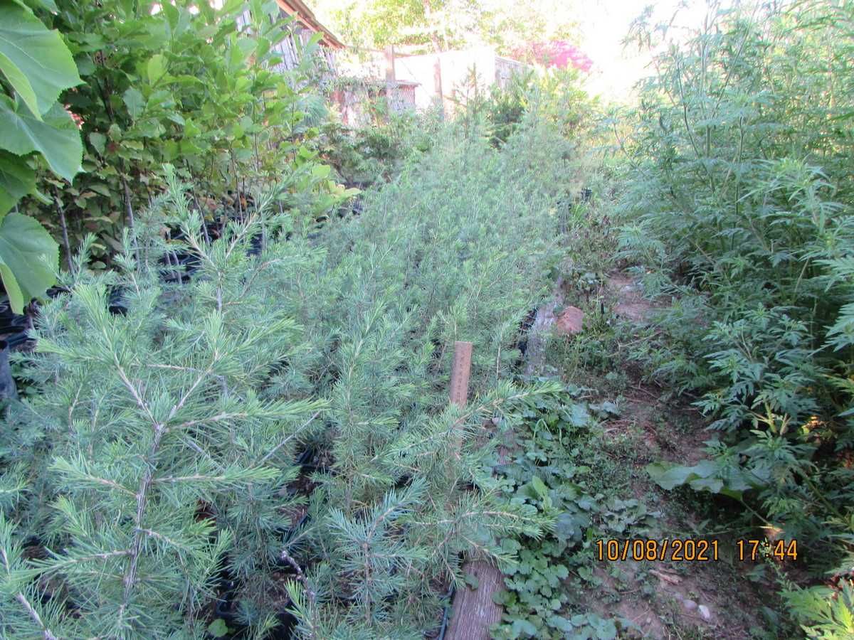 Семена и сеянцы кедра ливанскогоCedrus Libani. Насіння кедр ліванський