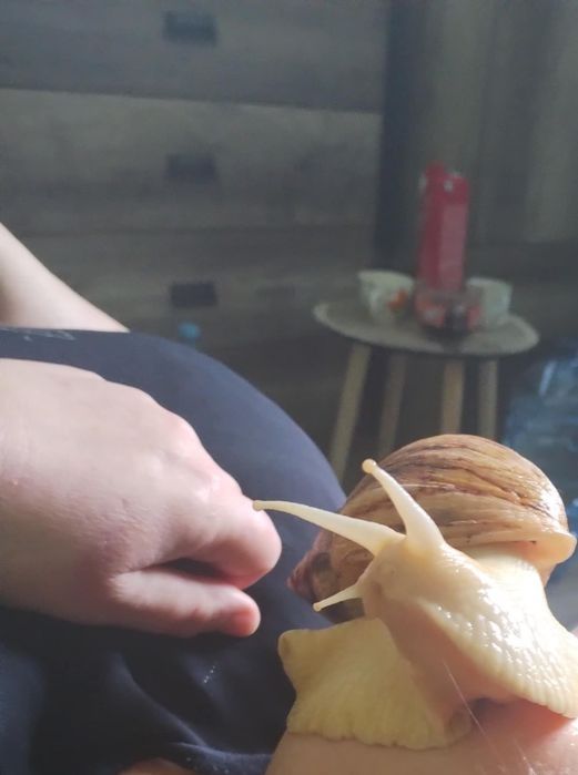 Dwa ślimaki afrykańskie + box