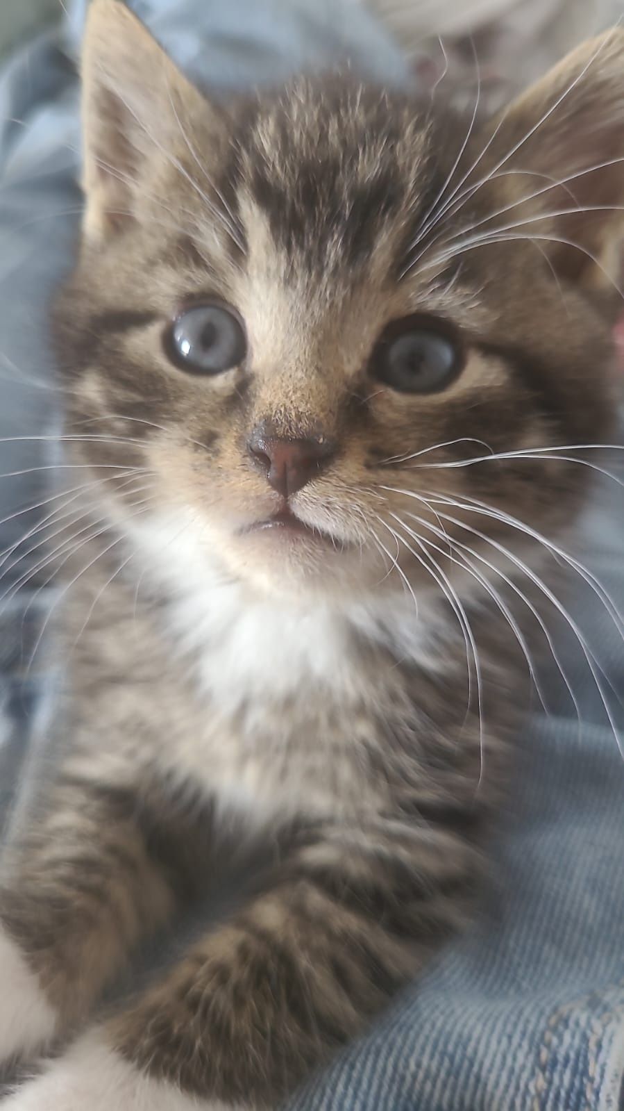Znajda do ADOPCJI !!