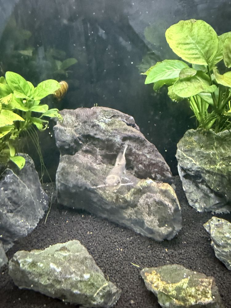 Aquario de 70 litros