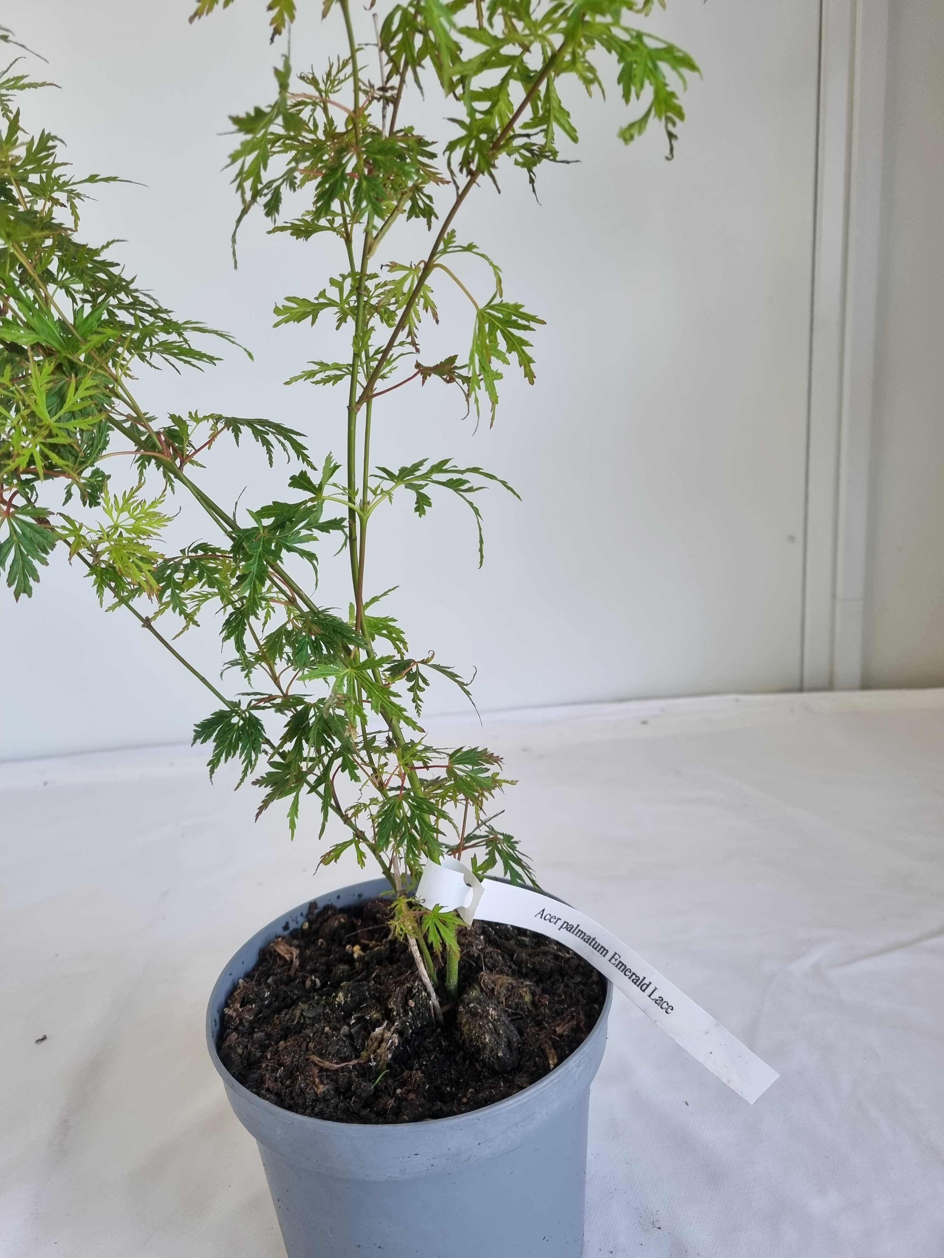 Bonsai Klon Palmowy Acer palmatum 'Emerald Lace' 50 cm Doniczka 2L