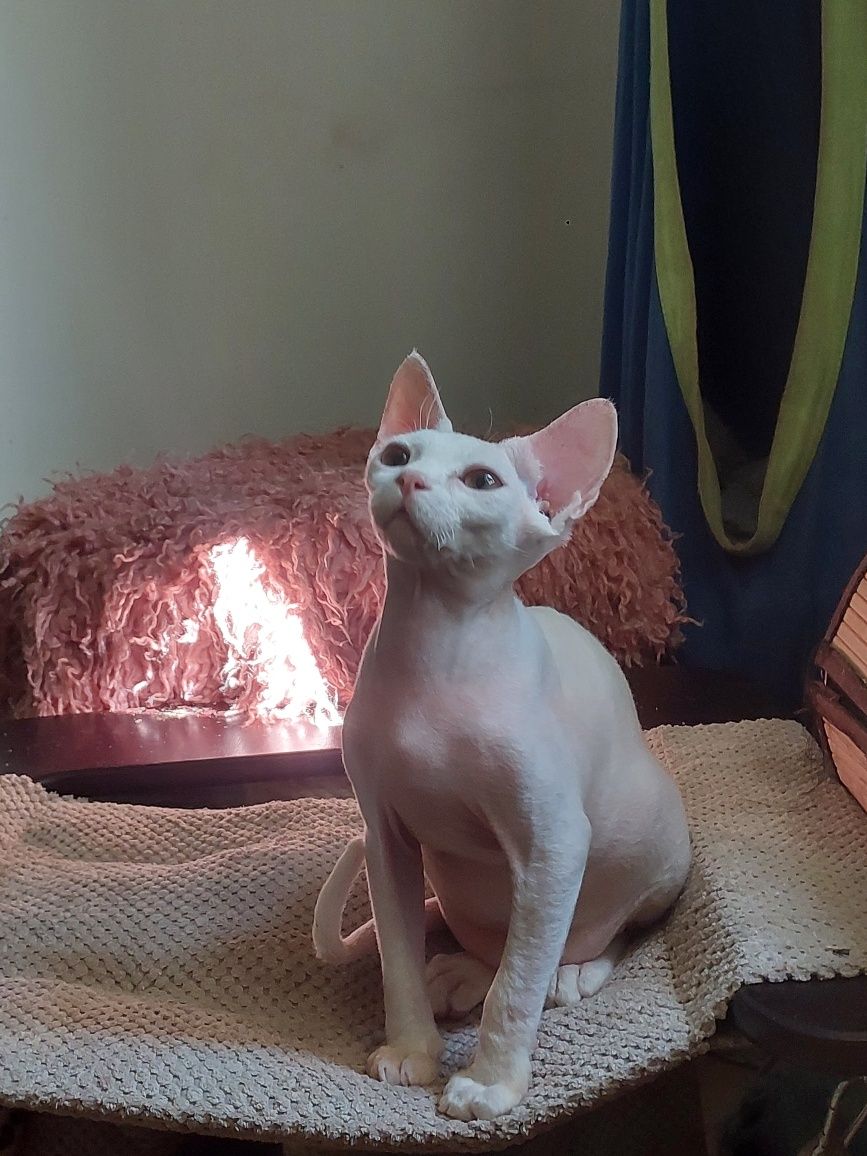 Devon rex cudowny kociak