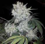 ‼️ 20szt AUTO White Widow THC Nasiona Marihuany Konopie indyjskie