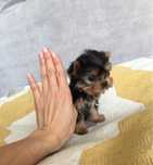 Yorkshire terrier mini Macho