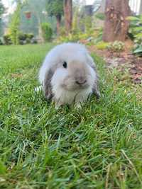 Króliczki Mini Lop